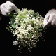 Image for article titled An Imagined Email Conversation with a Wedding Florist